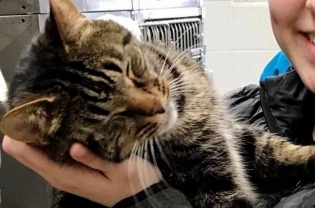 cat snuggled in woman's hand