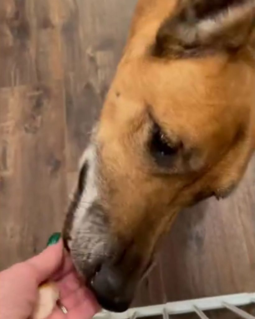 woman's hand feeding a dog