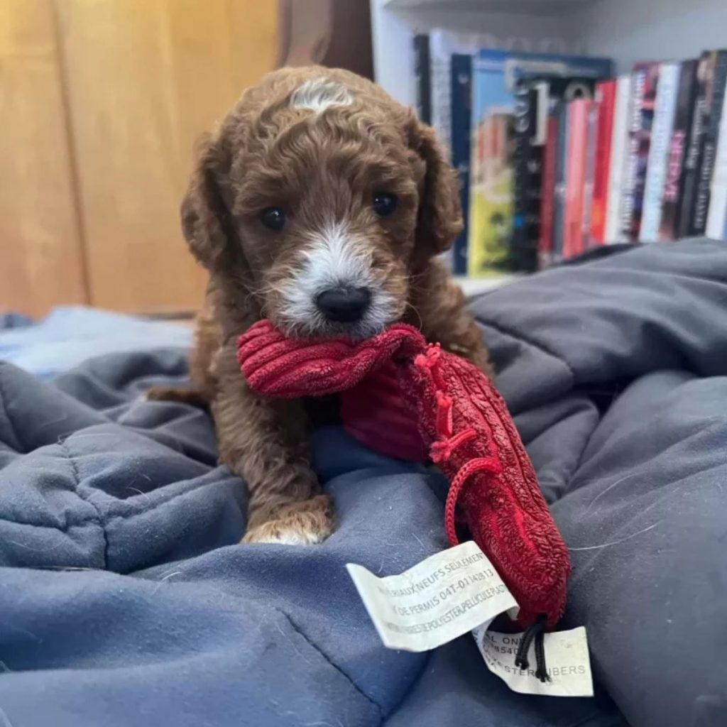 poodle puppy carrying a toy