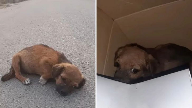 Abandoned Pup Was Lying On The Street Ready To Give Up, But A Miracle Turned Her Life Around