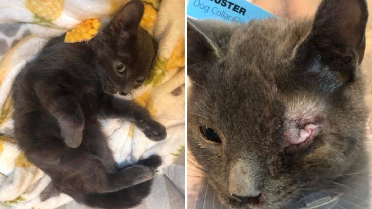 Abused Kitten Suffers So Much But Purrs Through It All To Hold Onto The Love He’s Finally Found