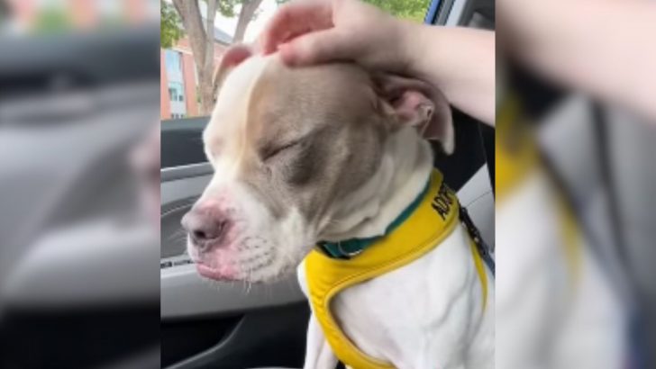 After A Fun Day Out In Richmond, Dog’s Heart Breaks As She Realizes She’s Returning To Shelter