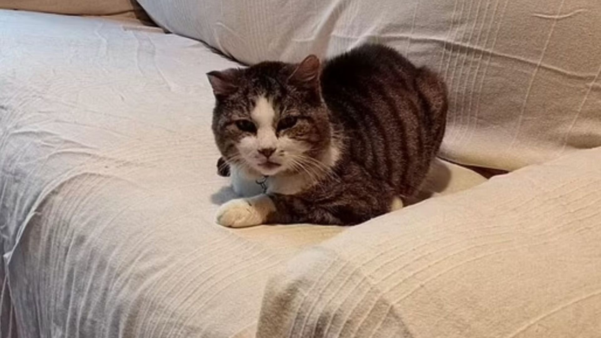 Arizona Cat Missing For 12 Years Returns Home But Is Unrecognizable To His Family