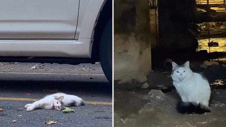 Brooklyn Feral Cat Faces Serious Health Threats Before Life Turns Around