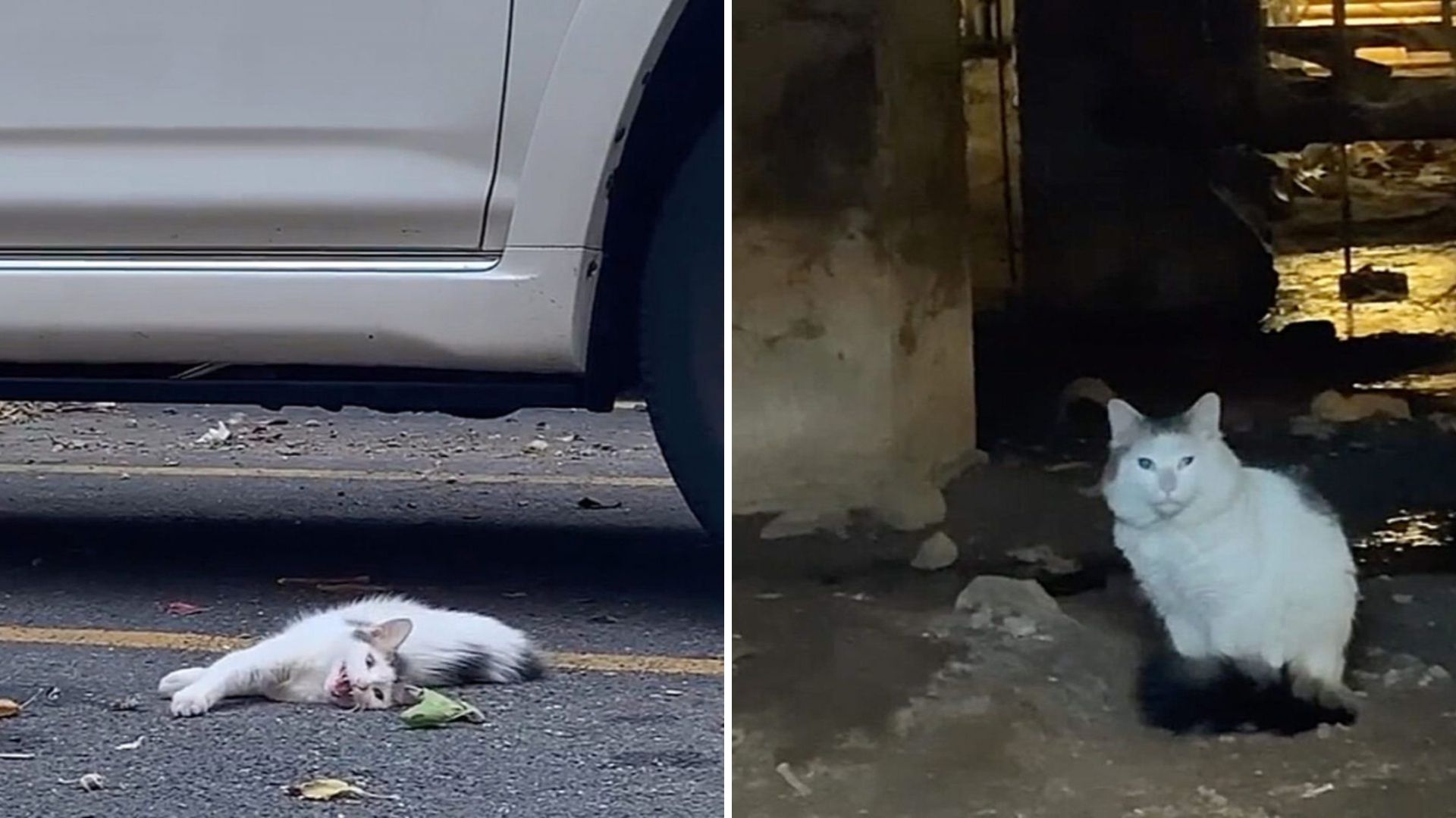 Brooklyn Feral Cat Faces Serious Health Threats Before Life Turns Around