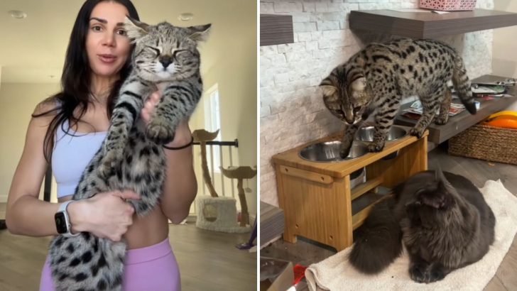 California Cat Mom Adopts A Savannah Kitten And His Behavior Shocks Everyone