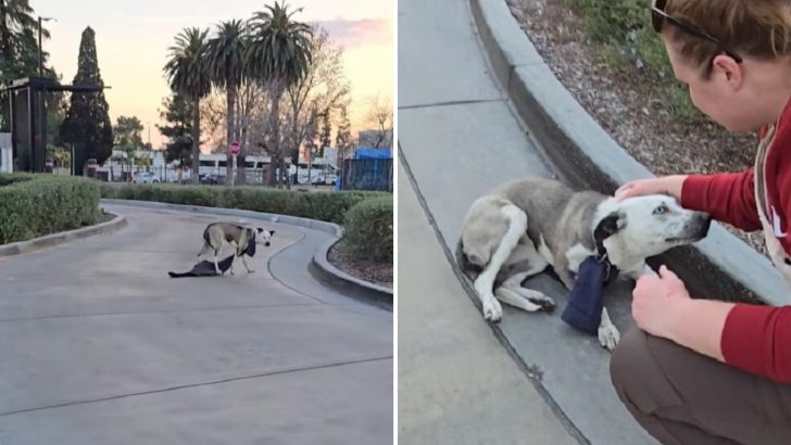 California Rescuers Find A Scared Dog At A Drive-Thru, Then Notice A Strange Object On Her Neck