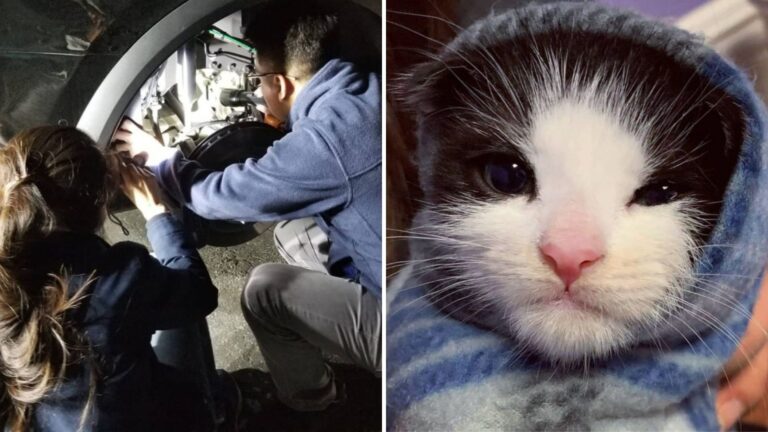 California Team Pulls Off Heroic Rescue To Save Frightened Kitten