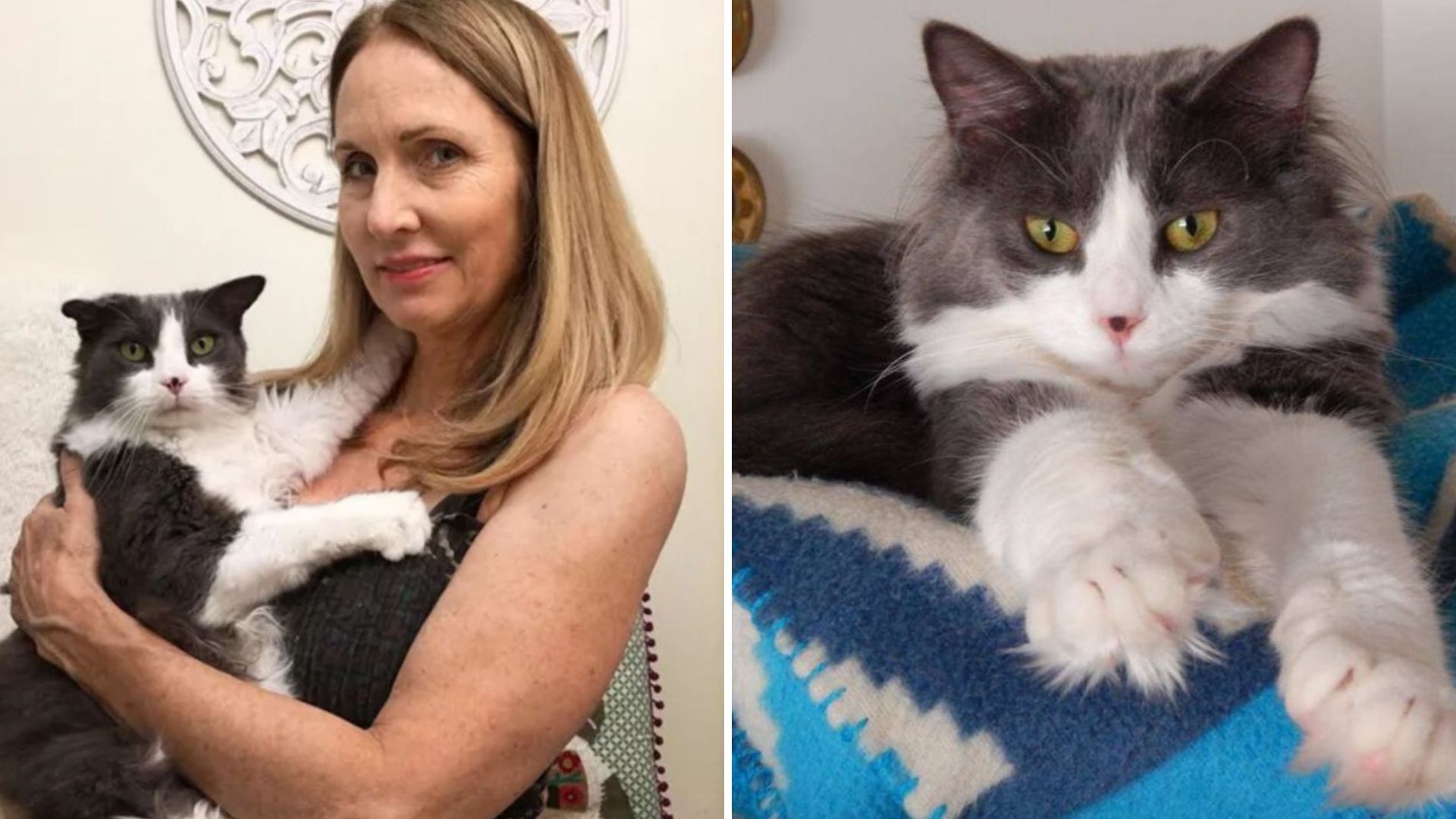 Cat Returns Home 6 Years After Disappearing From Massachusetts Apartment Window