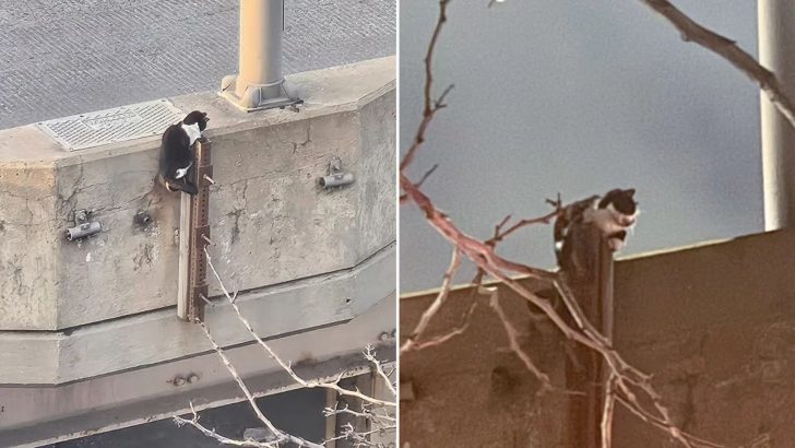 Cat Stranded On A New York Highway Gets Rescued Moments Before A Disaster