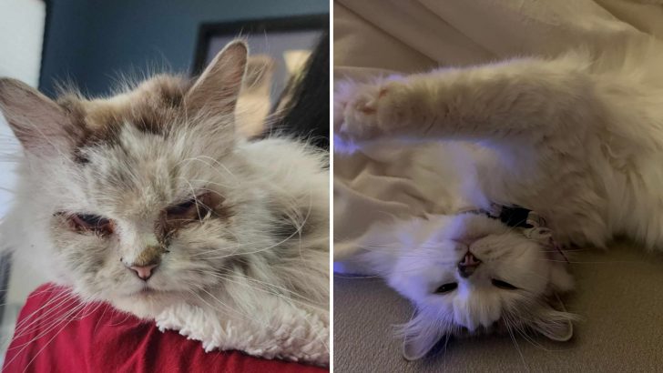 Cat Suffering From Neglect And Constant ‘Heat’ Is Finally Home In Las Vegas, Living Like A Queen