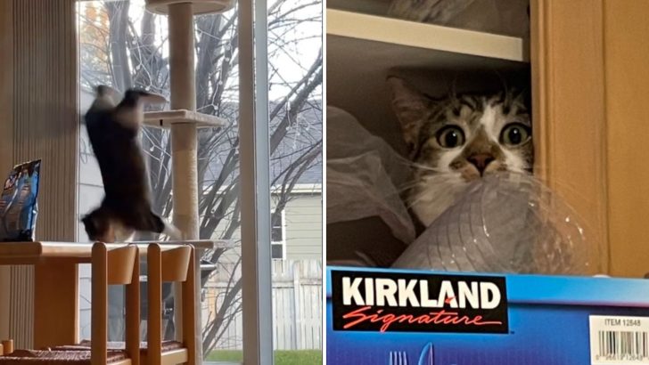 Cat’s Big Brain Moment Ends In Epic Fall And The Internet Can’t Get Enough