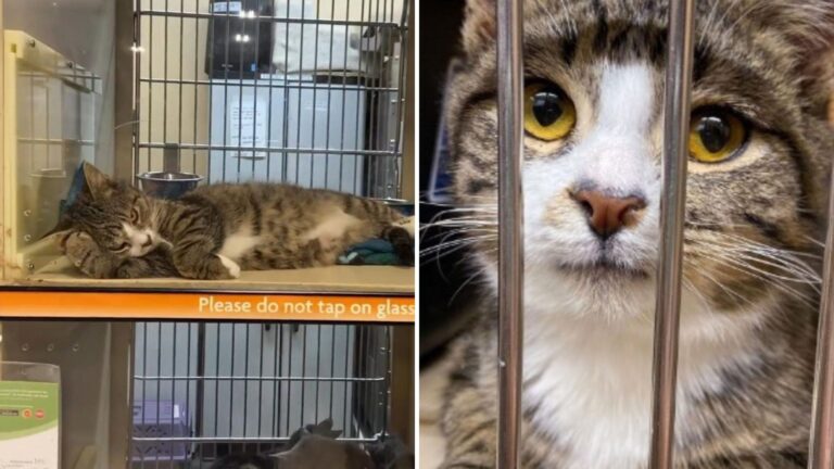 Clever Shelter Cat In Kentucky Puts On Sad Face And Gets Adopted