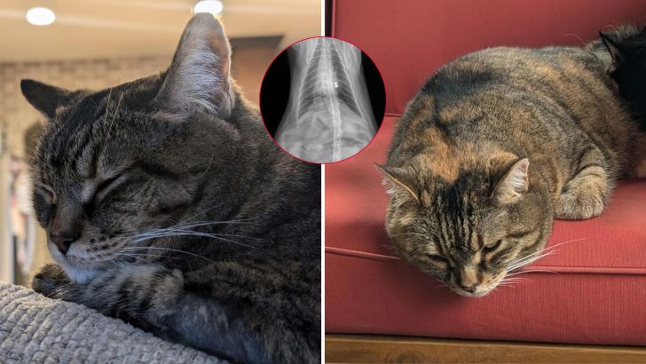 Denver Couple Thought Their Cat Was Just Aging Until X-Ray Revealed The Heartbreaking Truth