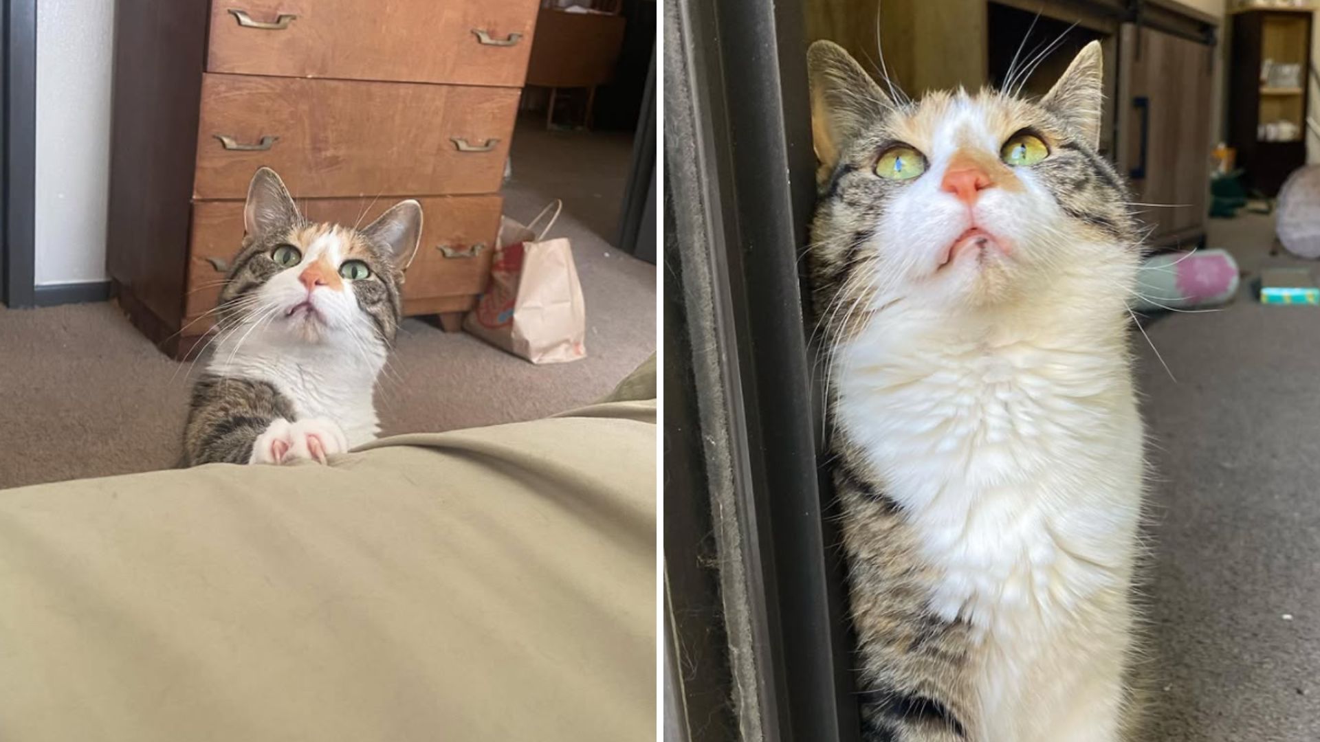 Disabled Kansas Cat Only Wants One Thing And It Will Melt Your Heart