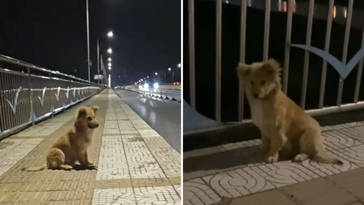 Dog Abandoned At A Cold Overpass Kept Waiting For His Human Who Never Came Back