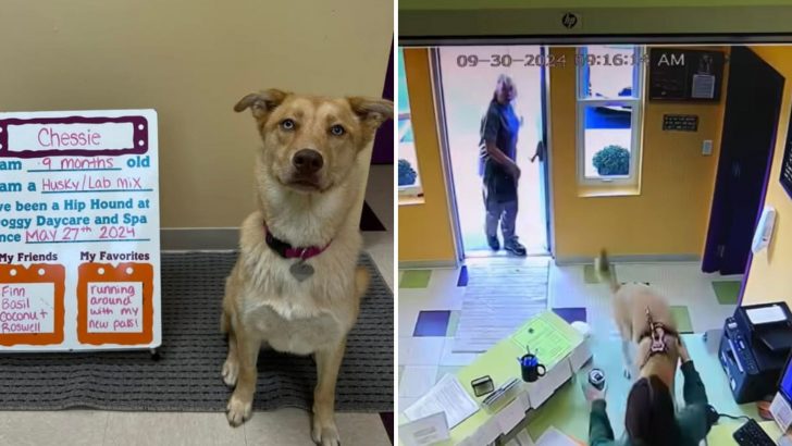 Dog Freaks Out With Joy When She Gets To Her Favorite Daycare In Michigan