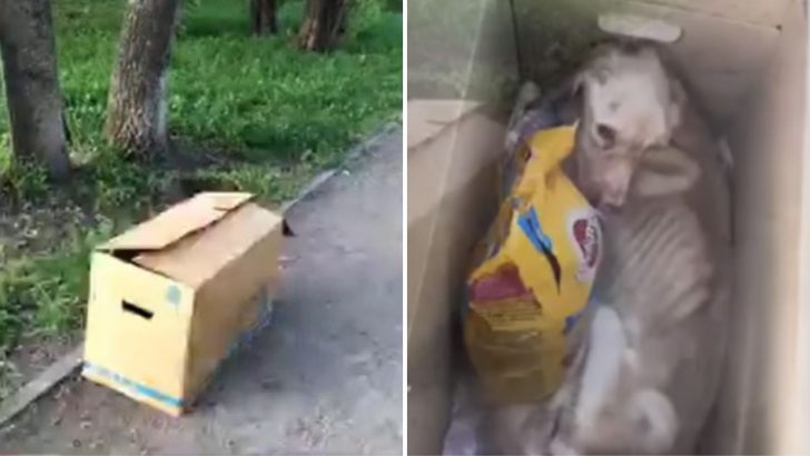 Dog Trapped In A Cage Her Whole Life Gets Dumped In A Box With Heartbreaking Consequences