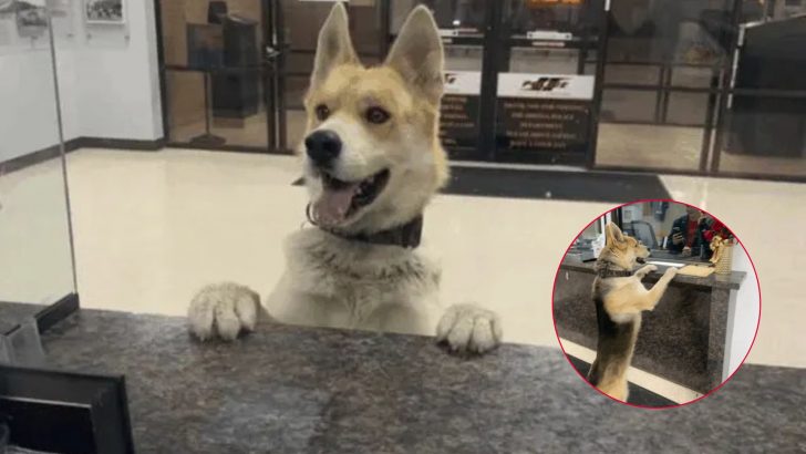 Dog Walks Into A Texas Police Station At 3 A.M., Stands At The Counter, Ready To Report Himself