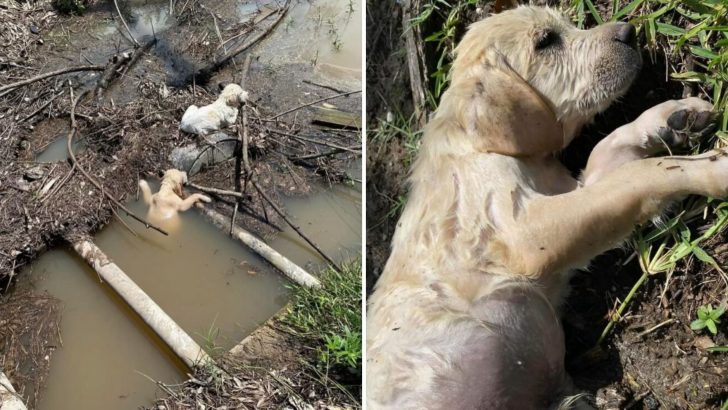 Driver In New York Stops In Shock After Seeing Someone Dump Puppies Into The Water