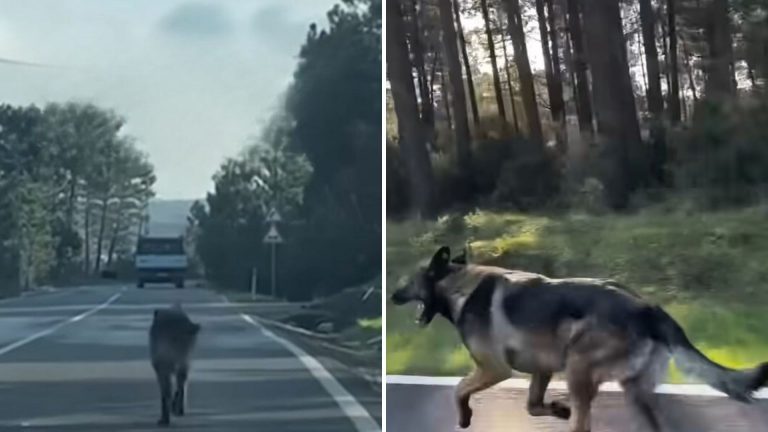 dog chasing a car