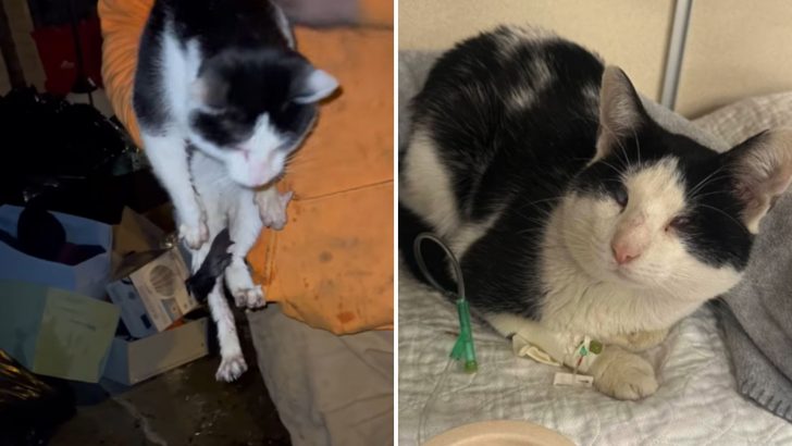 Family Puts Their Lives On The Line To Save Their Blind Cat From Raging Fire In New Jersey