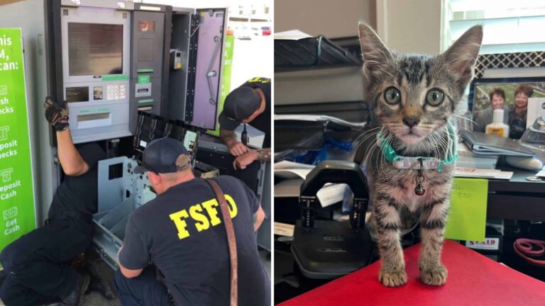 Firefighters In Arkansas Shocked To Discover A Tiny Kitten Stuck Inside An ATM