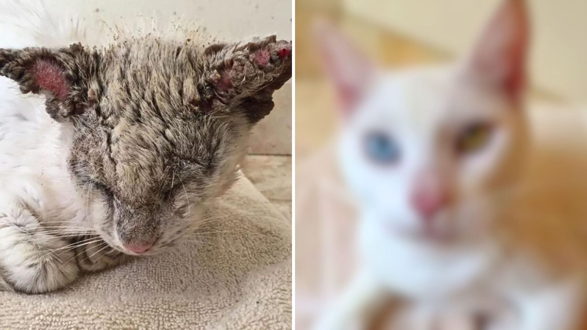 Florida Cat Blinded By Mange Finally Opens His Eyes And Stuns Everyone