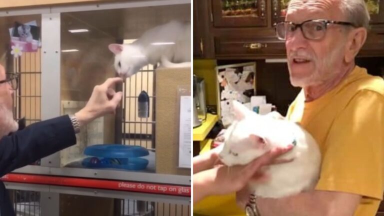 Grieving Man From New Jersey Adopts A Cat After Wife's Funeral To Ease His Loneliness