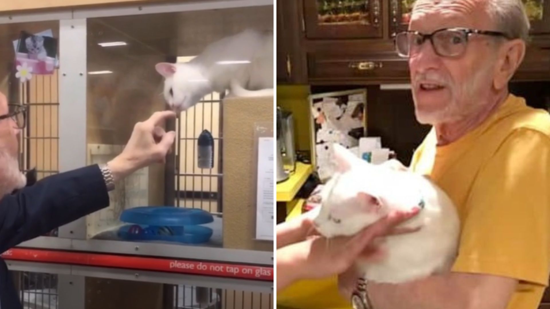 Grieving Man From New Jersey Adopts A Cat After Wife's Funeral To Ease His Loneliness