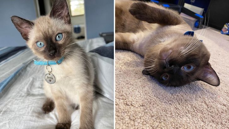 Husband’s Genius ‘Trial Period’ Wins Wife Over, And Their Foster Kitten Becomes A Foster Fail