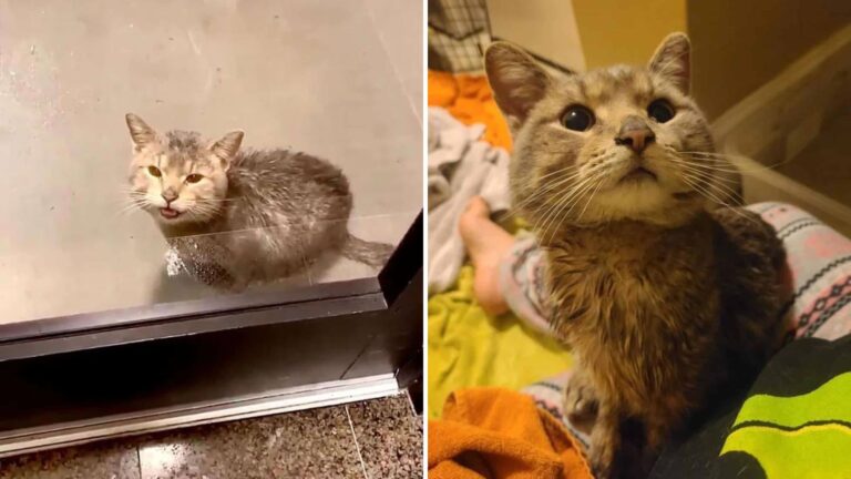 Illinois Cat Appears At A Woman's Door Crying For Rescue In Pouring Rain