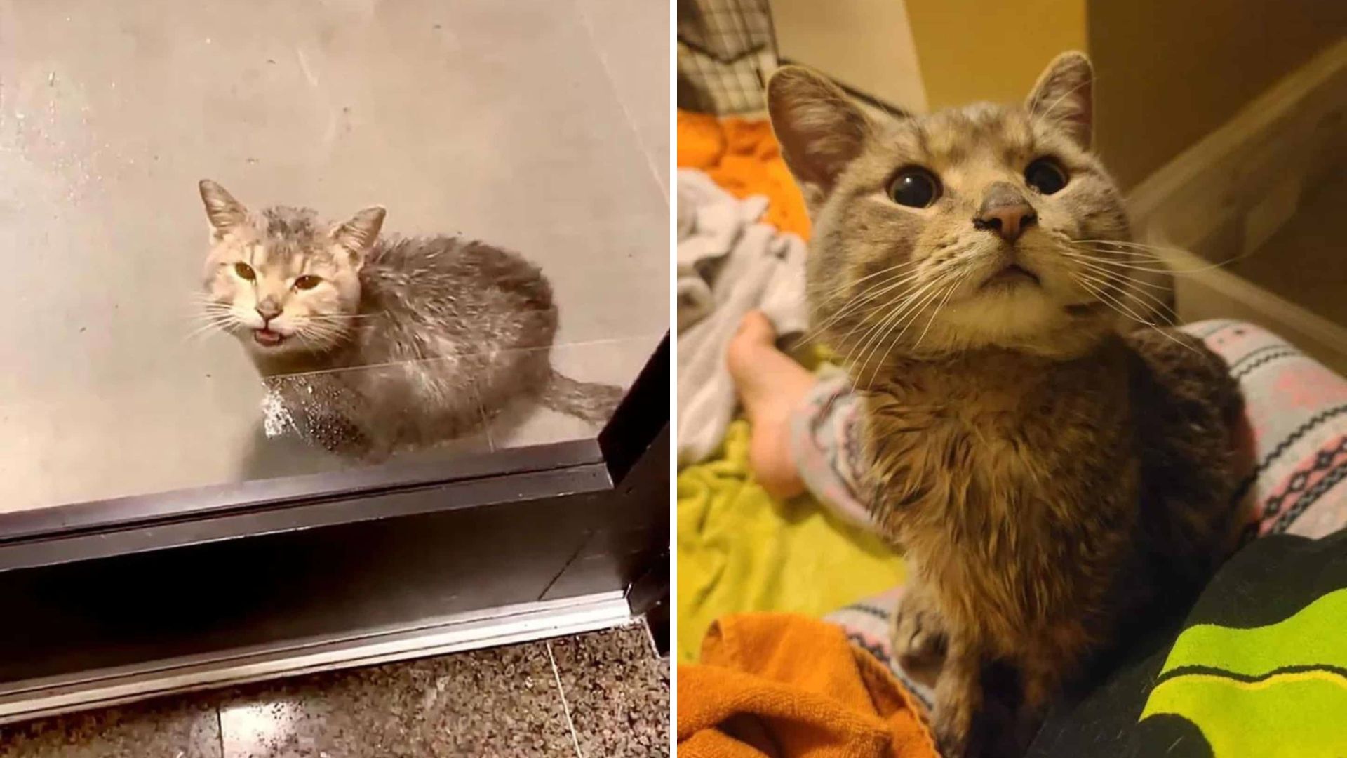 Illinois Cat Appears At A Woman's Door Crying For Rescue In Pouring Rain