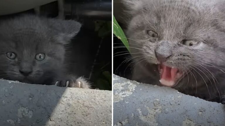 Indiana Woman Discovers Bold Little Kitten Hiding In Trash