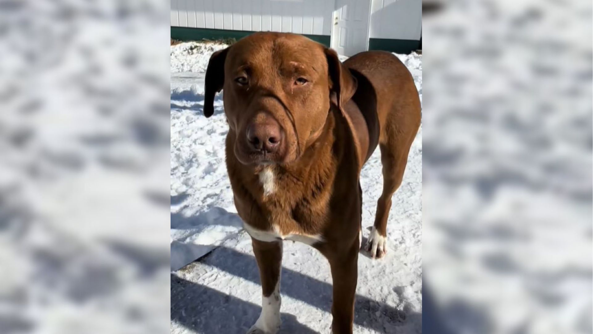 brown dog on snow