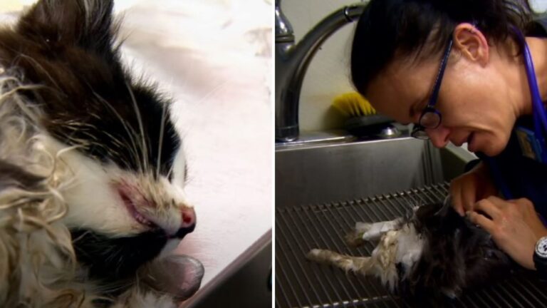 Kitten Clinging To Life Found At A Virginia Construction Site And Saved Just In Time