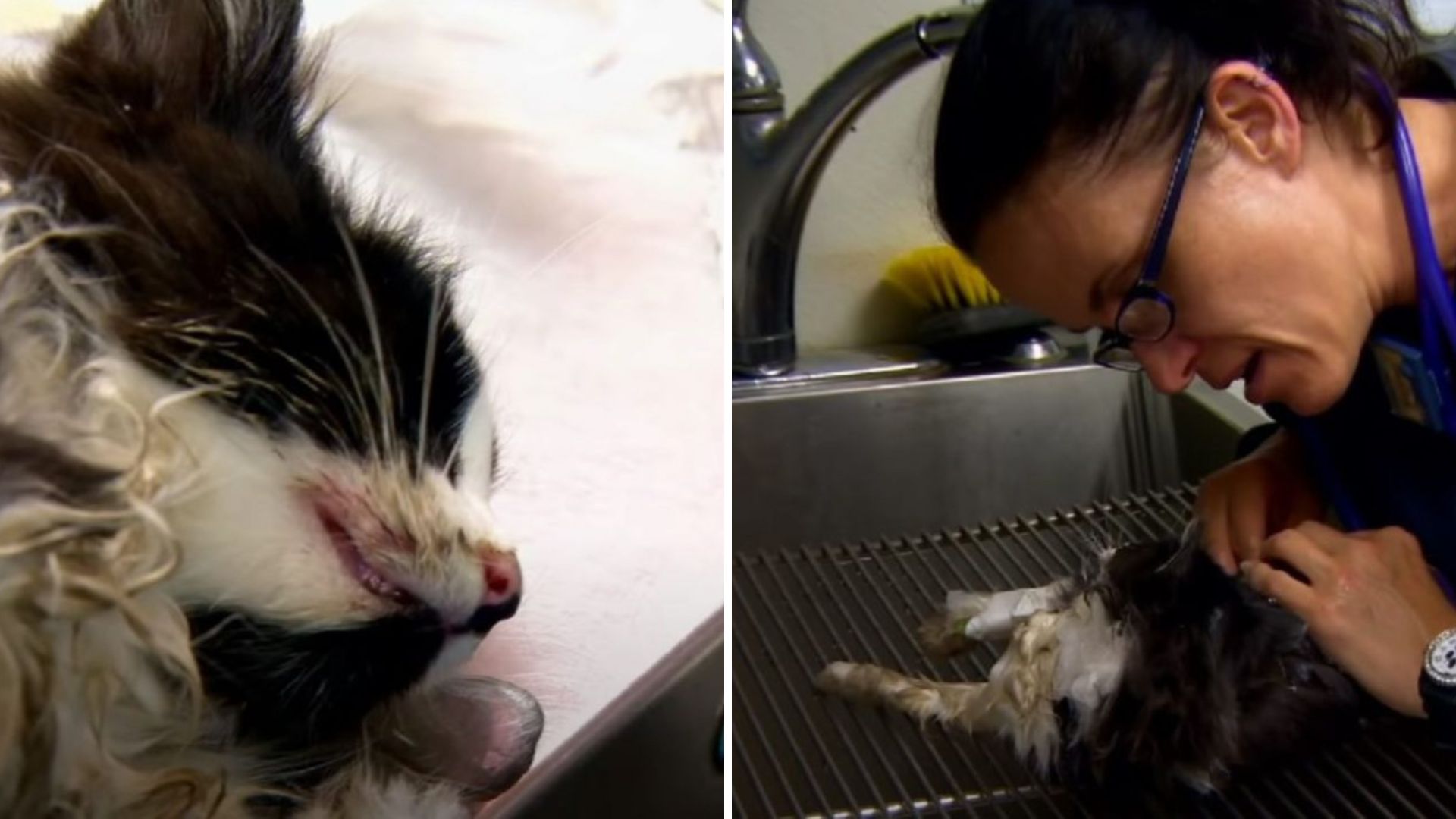 Kitten Clinging To Life Found At A Virginia Construction Site And Saved Just In Time