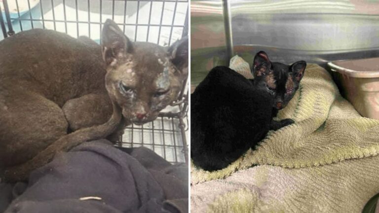 Kitten Who Endured Fire Injuries And Lost Leg Finds Forever Home In California