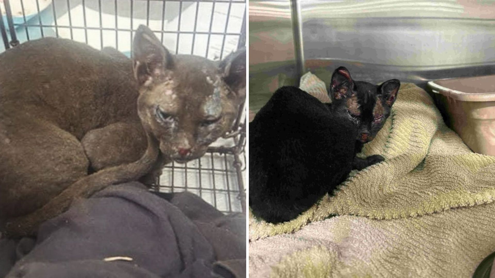 Kitten Who Endured Fire Injuries And Lost Leg Finds Forever Home In California