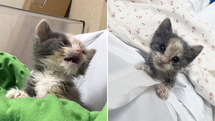 Las Vegas Kitten Clings To Life After Being Rescued As The Sole Survivor Of Her Litter