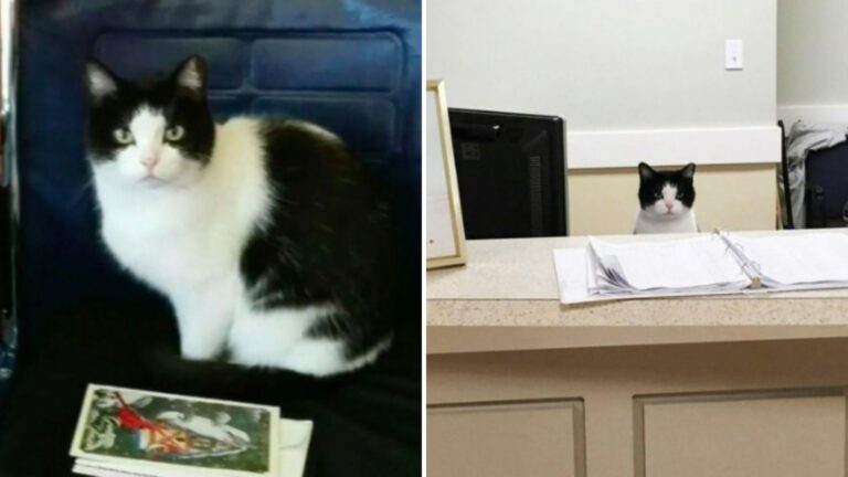 Lonely Stray Cat Walks Into An Ohio Nursing Home And Finds Family