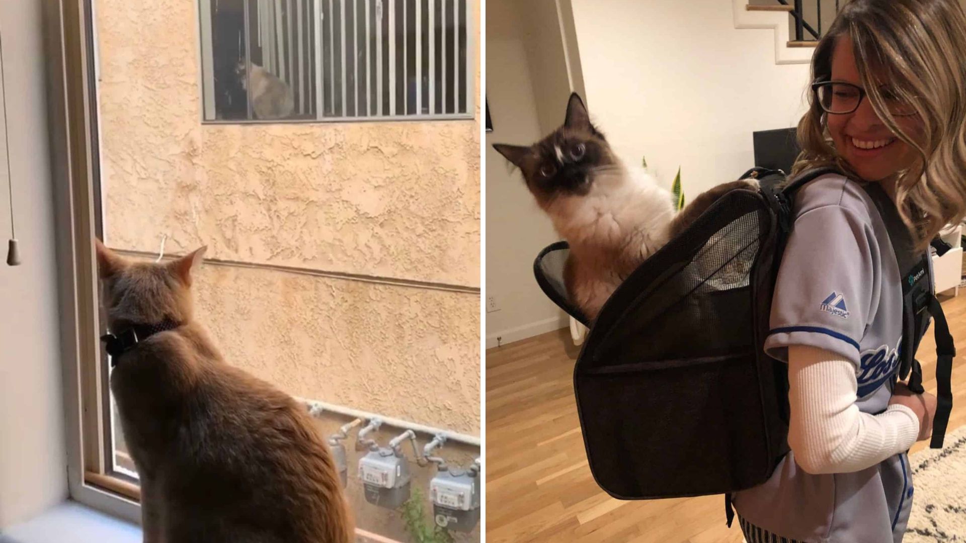 Los Angeles Cat Gazes Out Window Daily, And The Reason Will Melt Your Hear