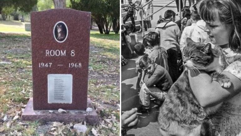 Los Angeles Gravestone Tells The Most Heartwarming Tale About A Cat With An Unusual Name