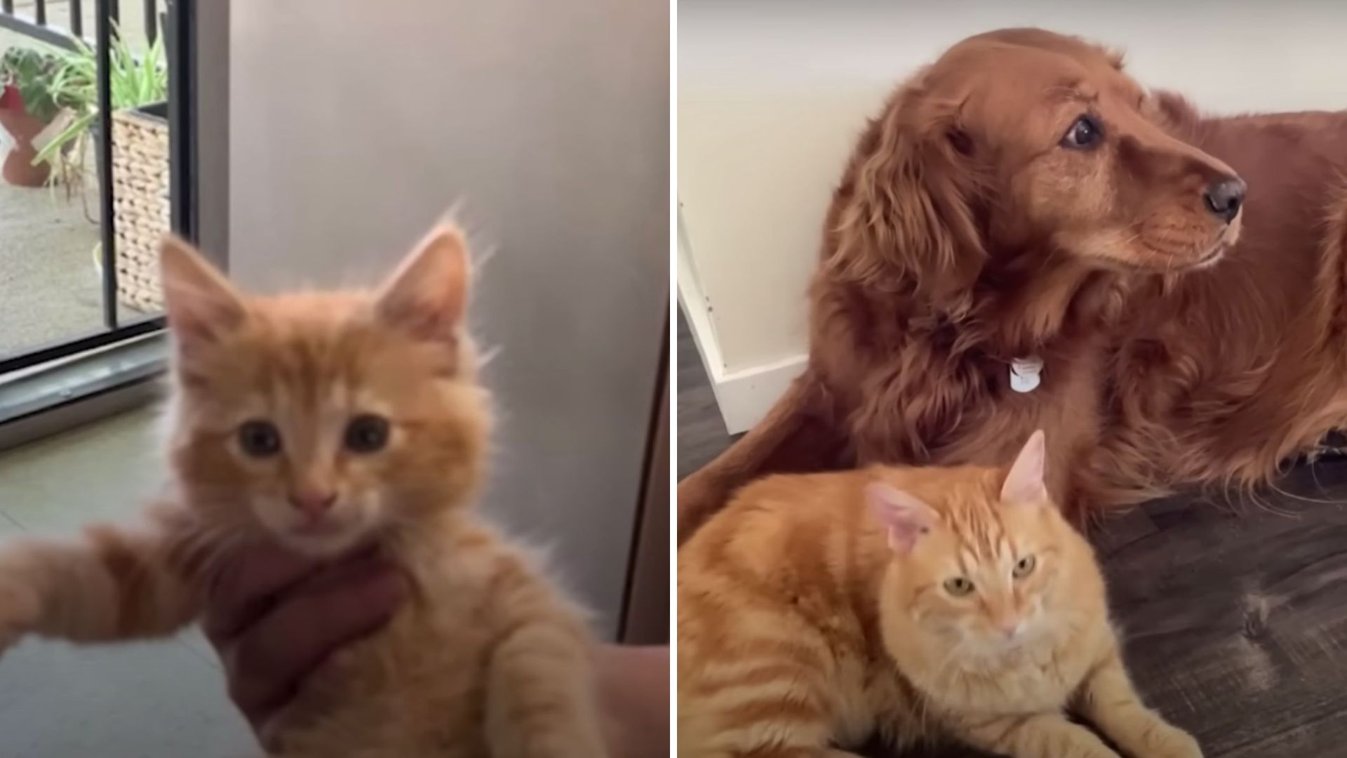 Loyal Golden Guardian Helps Sacramento Stray Kitten Find A Better Life