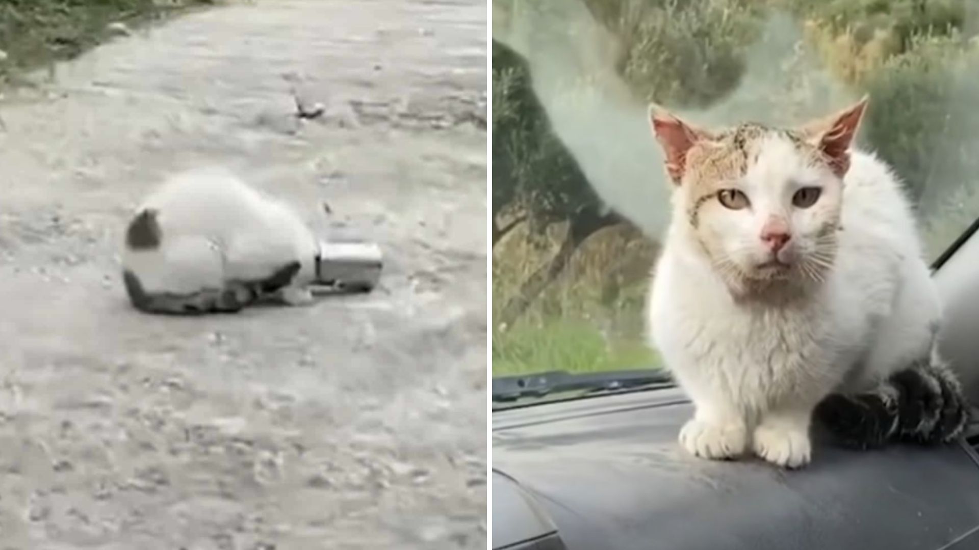 Man Rushes To Rescue A Mysterious Animal Struggling With Its Head Trapped In A Can
