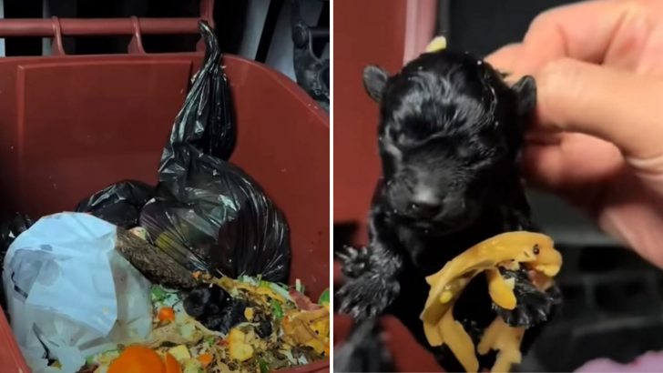 Man Takes Out The Trash And Freezes When He Sees What’s Moving Inside The Can