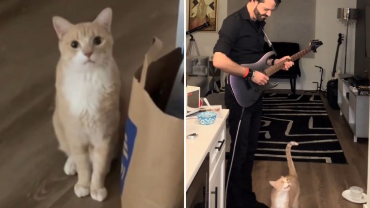 Nashville Man Nails Cat’s Meows In Guitar Duet, Winning Millions Of Hearts With ‘Purrfect Pitch’