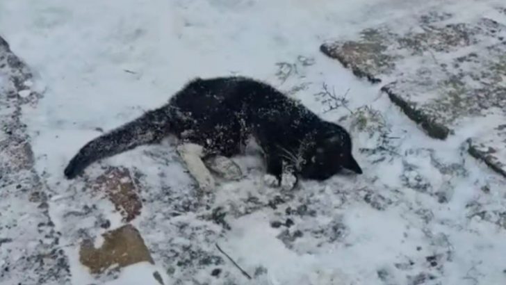 Nearly Frozen Cat Drags Herself Across A Snowy Driveway in Pennsylvania, Hoping for A Miracle