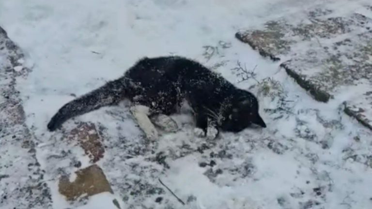 frozen cat