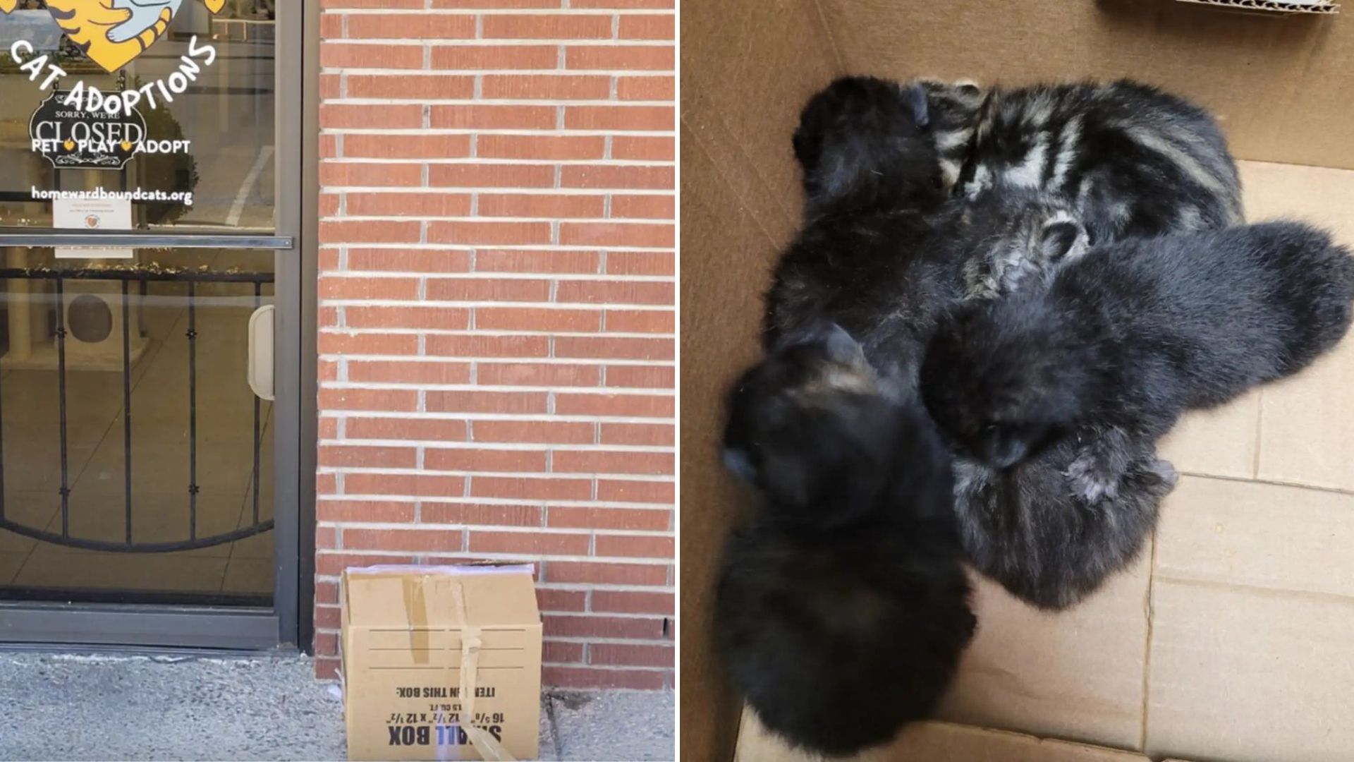 box with kittens